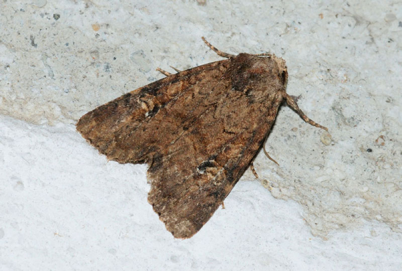 Noctuidae da det. - Mesapamea sp.